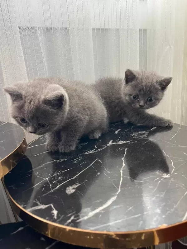 British Shorthair Yavrular Gönderim Mevcut