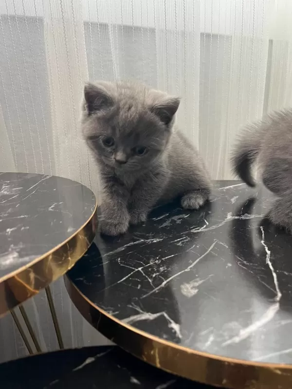 British Shorthair Yavrular Gönderim Mevcut