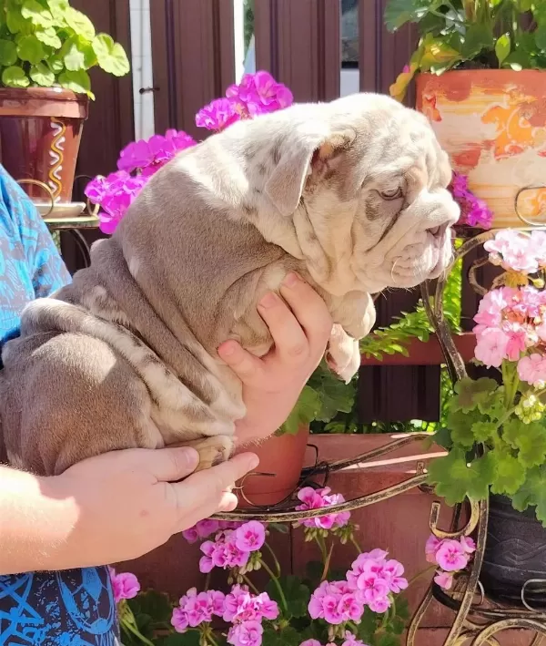 Sitenin En Renkli En Mütevazi Bulldog Şekerleri
