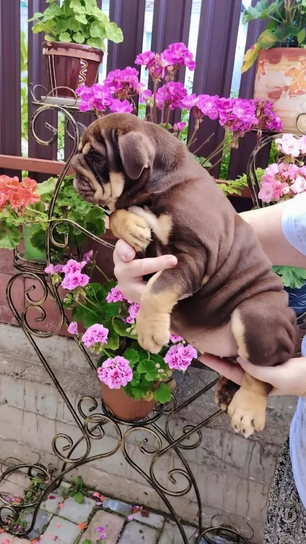 Sitenin En Renkli En Mütevazi Bulldog Şekerleri