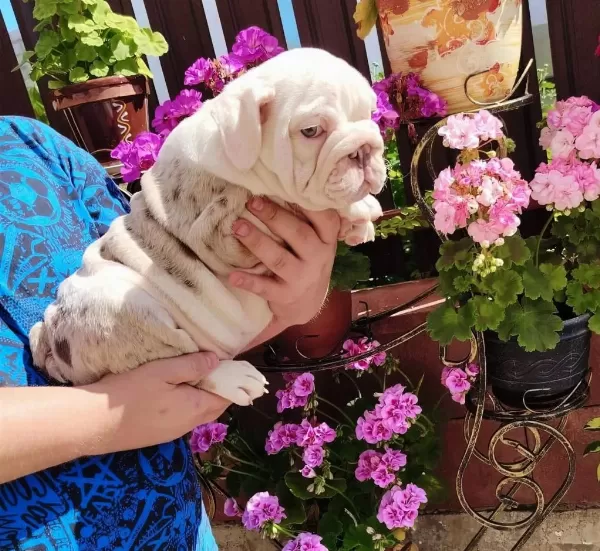Sitenin En Renkli En Mütevazi Bulldog Şekerleri