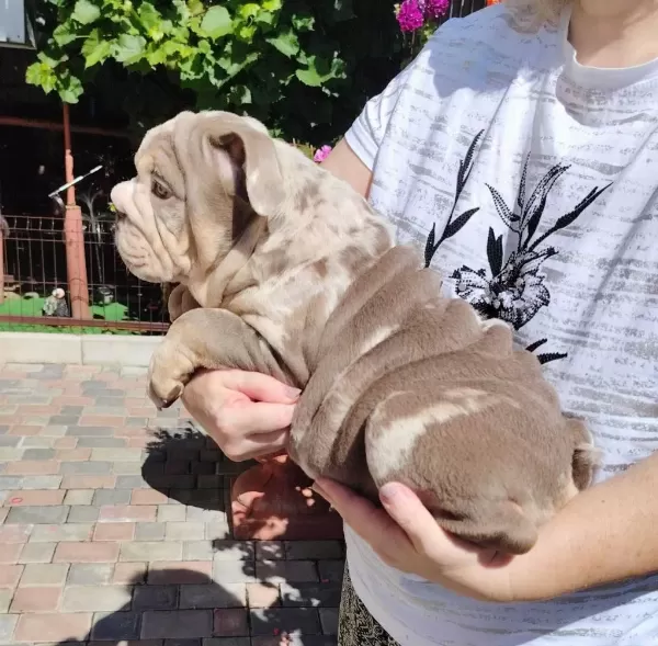 Sitenin En Renkli En Mütevazi Bulldog Şekerleri