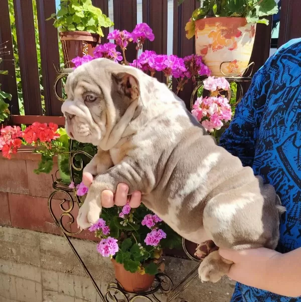 Sitenin En Renkli En Mütevazi Bulldog Şekerleri