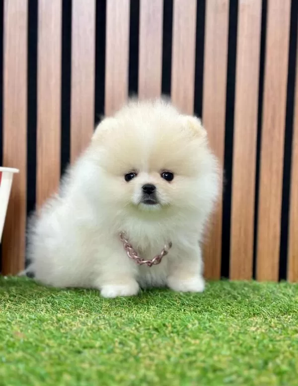 Safkan Pomeranian Boo Yavrularımız