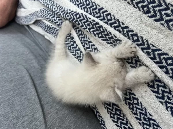 Sağlıklı Üç Erkek Kedimiz