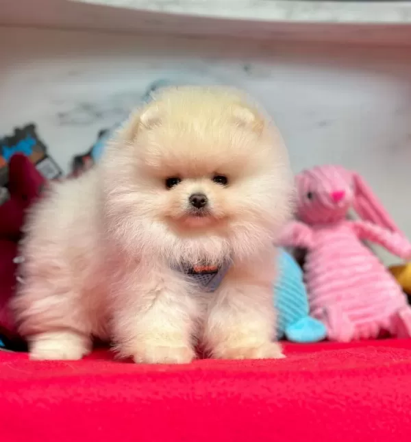 Sevimli Pomeranian Boo Yavrularımız