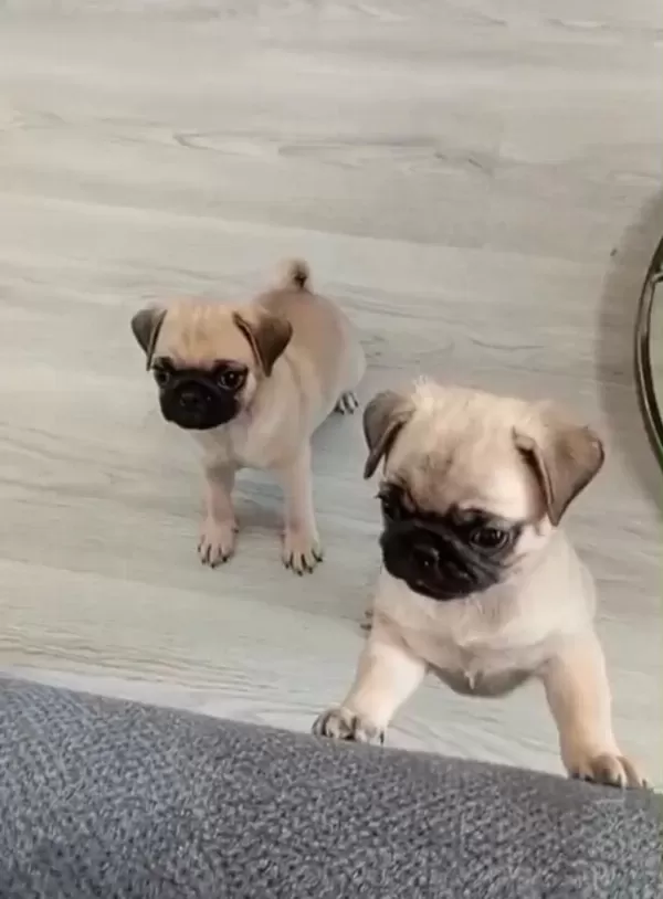 Pug Yavrularımız A Kalite