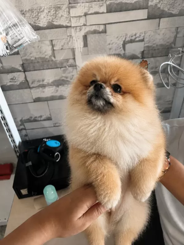 3 Aylık Pomeranian Yavrumuz Yuvasını Arıyor