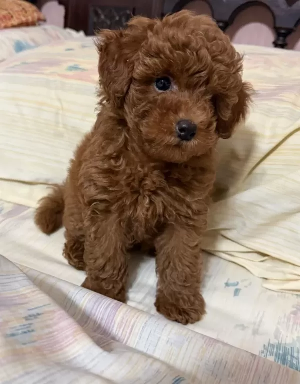 Toy Poodle Kg Garantili Yavrularımız