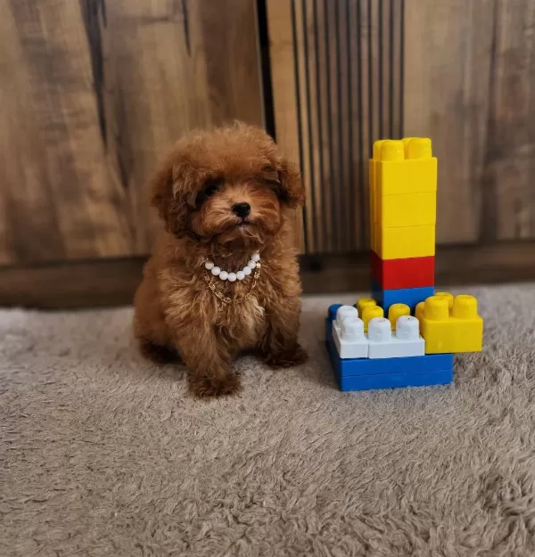 Kore Poodle Köpeğimiz