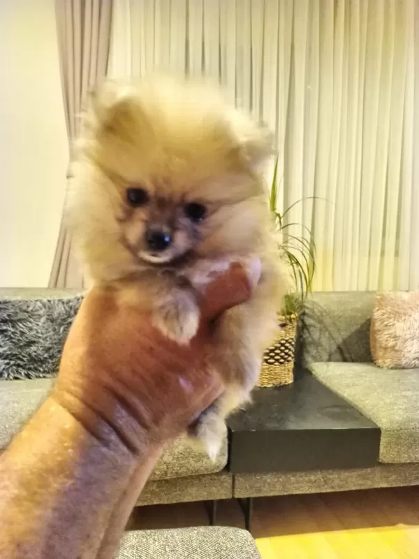 Mayıs İsimli Pomeranian Yavrumuz