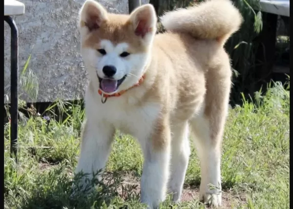Sağlıklı Japon Akita Köpeği