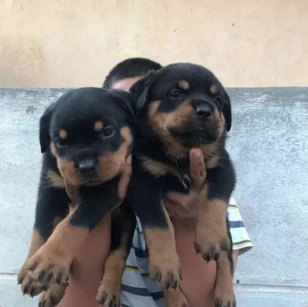 Dişi Erkek Rottweiler Kapıda Ödemeli Güvenli Sistem