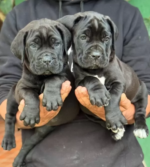 Dişi Erkek Cane Corso Kapıda Ödemeli Güvenli Sistem