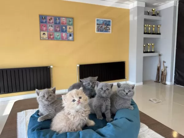 Kediciden British Shorthair Yavrular Mağazamizda Görün