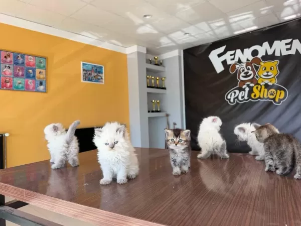 British Long Hair Yavrularimiz Fenomen Pets Ankara