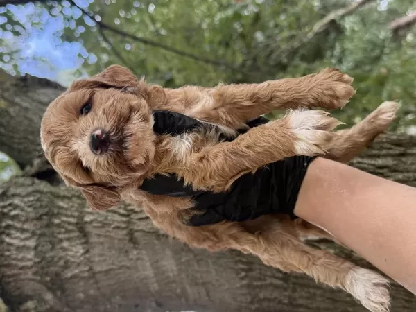 Harika Maltipoo Dişi Erkek