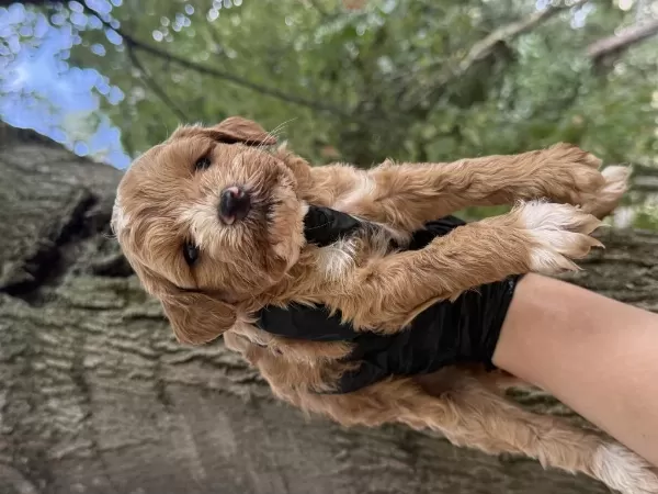 Harika Maltipoo Dişi Erkek