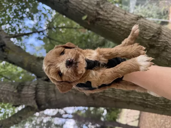Harika Maltipoo Dişi Erkek
