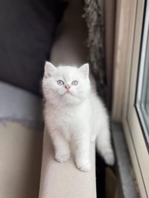 Oyuncu İnsan Canlisi British Shorthair Yavrum