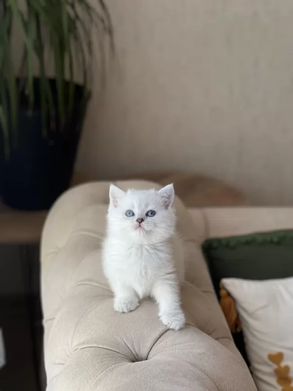 Sosyal British Shorthair Mavi Gözlü Yavrum