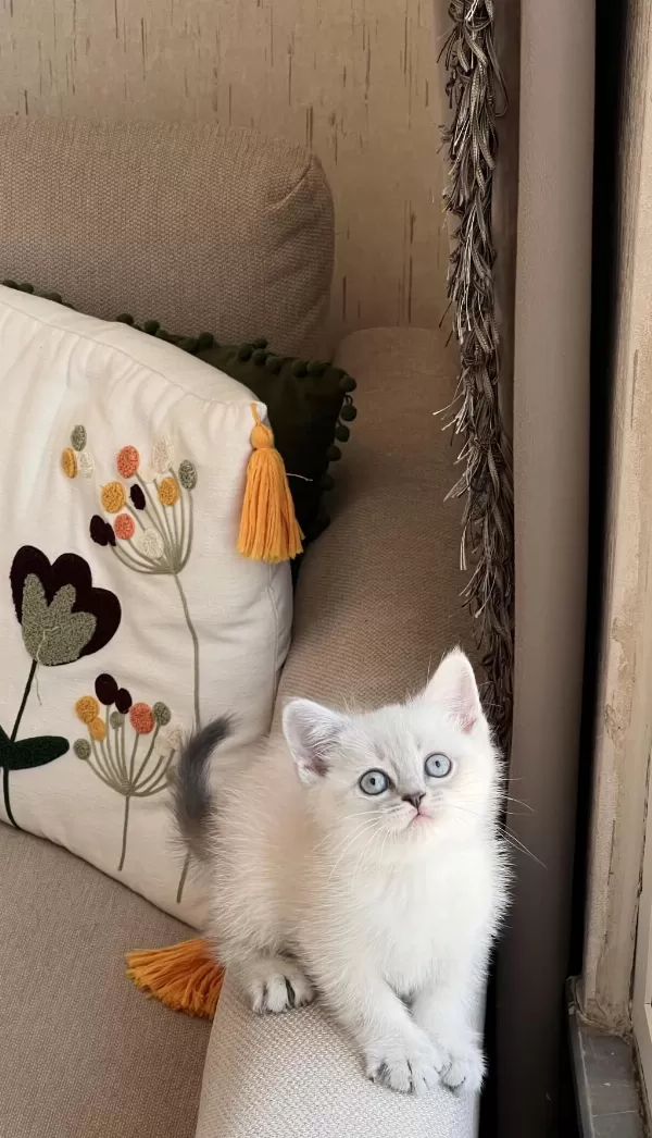 Güzel Bebeğim Oyuncu British Shorthair Yavrum