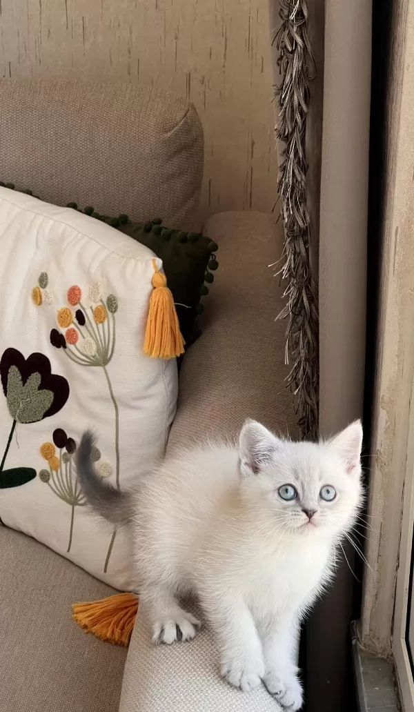 Güzel Bebeğim Oyuncu British Shorthair Yavrum