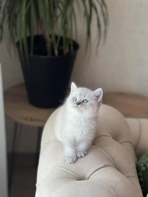 Üst Kalite British Shorthair Yavrum