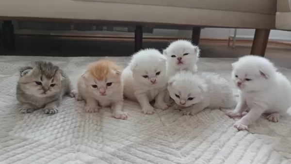 Seçereli Babanin Tombik Bebek Kedileri