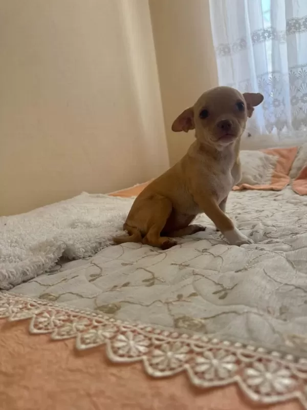 Dişi 3.5 Aylık Chihuahua