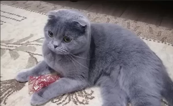 3 Yaşında Scottish Fold