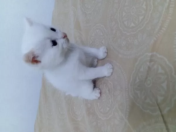 British Shorthair Yavru 28 Günlük