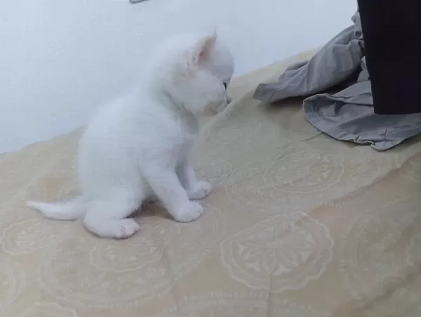 British Shorthair Yavru 28 Günlük