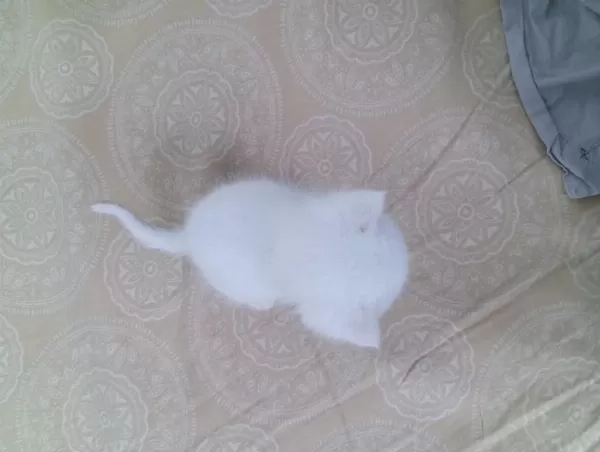British Shorthair Yavru 28 Günlük