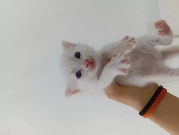 British Shorthair Yavru 28 Günlük