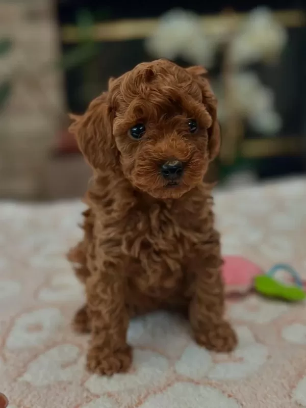 Toy Poodle Yavru İrk Sağlık Garantili