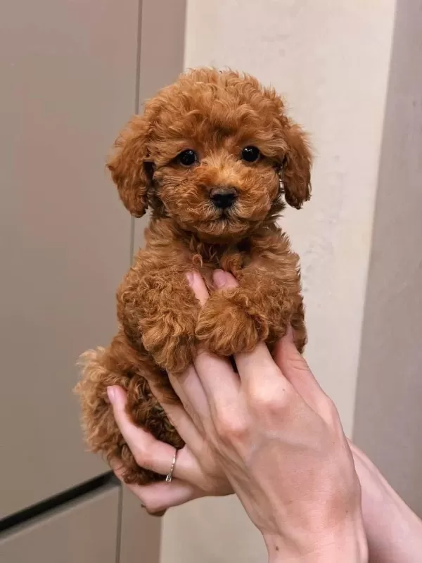 Toy Poodle Yavru İrk Sağlık Garantili
