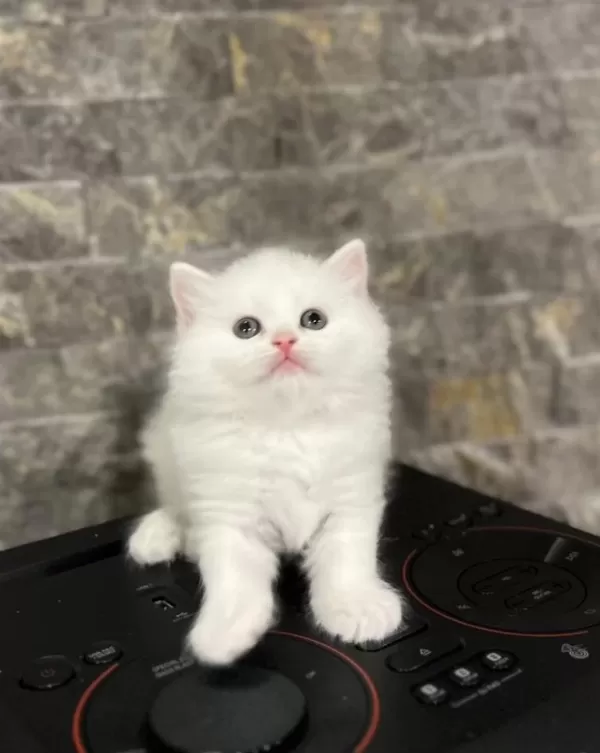 British Longhair Yavrularim