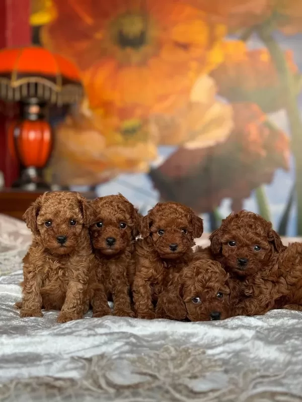 Toy Poodle Puppy Yavrular İrk Garantili