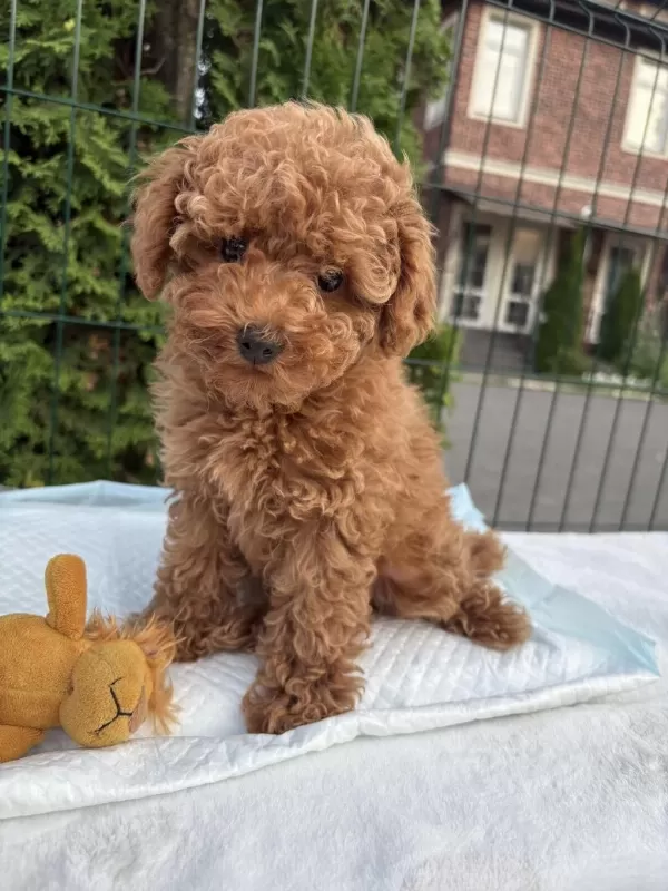 Toy Poodle Puppy Yavrular İrk Garantili