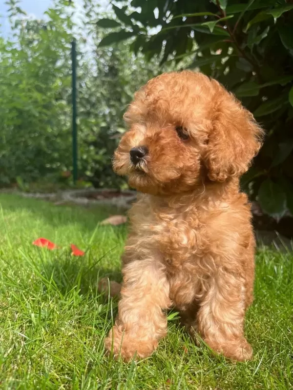Toy Poodle Puppy Yavrular İrk Garantili