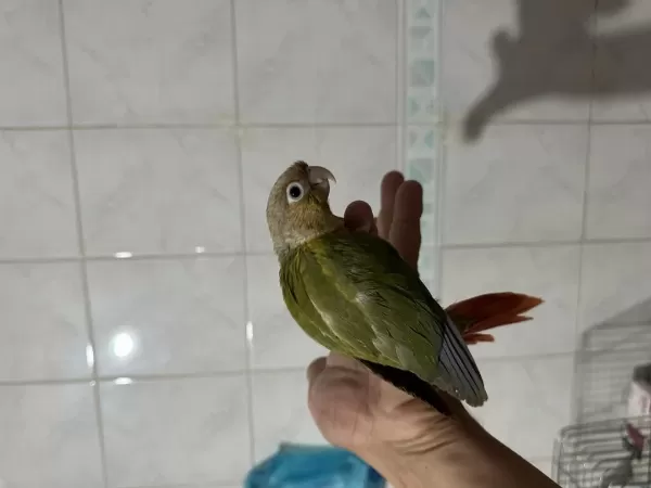 Evcil El Besleme Konur Papağani