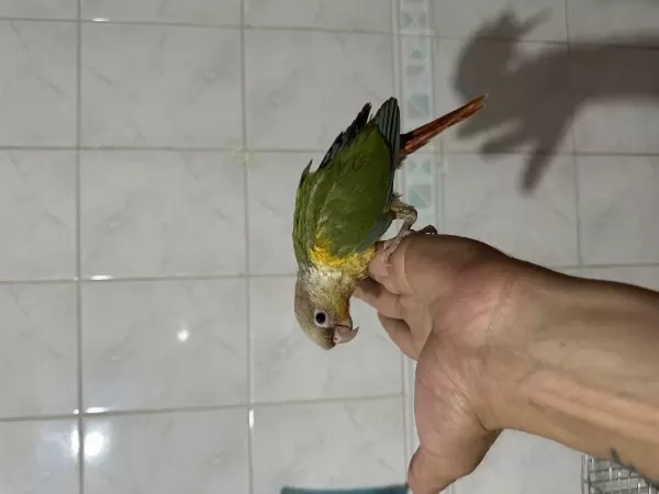 Evcil El Besleme Konur Papağani