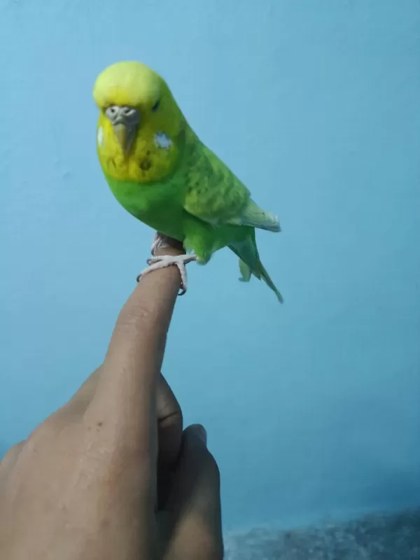 Ele Alışkın Jumbo Muhabbet Kuşu