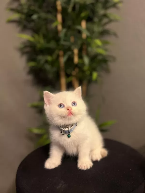 British Shorthair Red Point Yavrularim