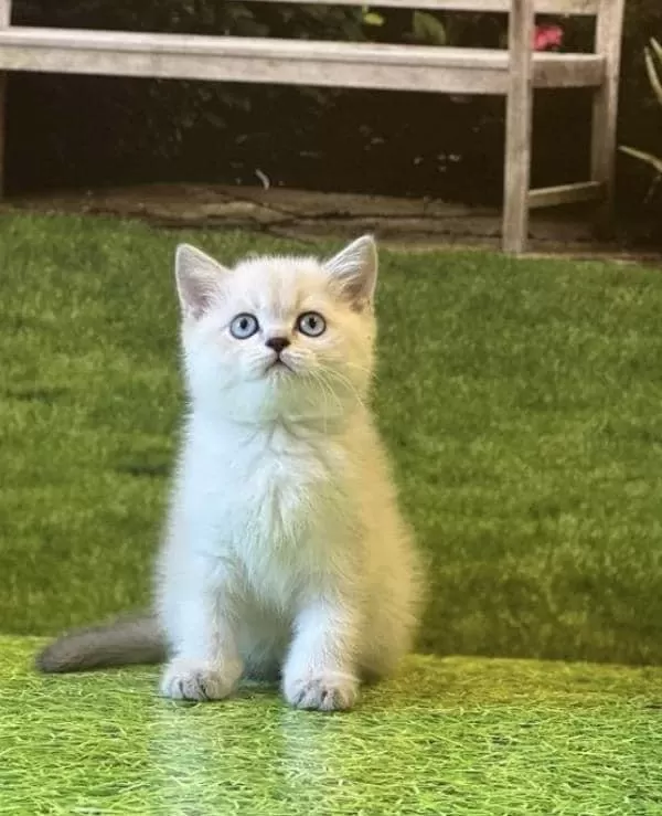 British Shorthair Yavrularim