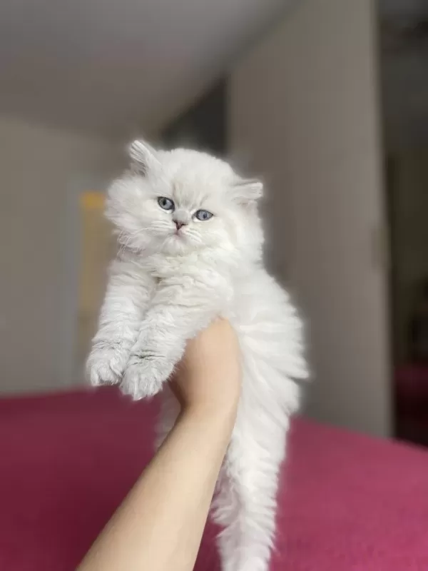 British Longhair Yavrularim