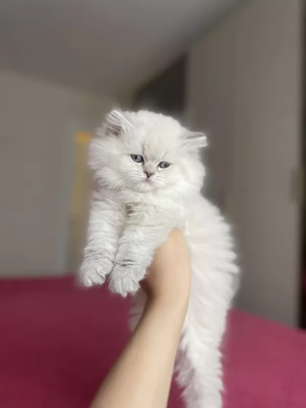 British Longhair Yavrularim