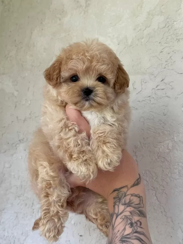 Harika Maltipoo Bebekleri