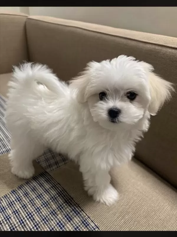 Maltipoo Bebeklerimiz